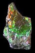 Brilliant Iridescent Ammolite With Display Case #31690-1